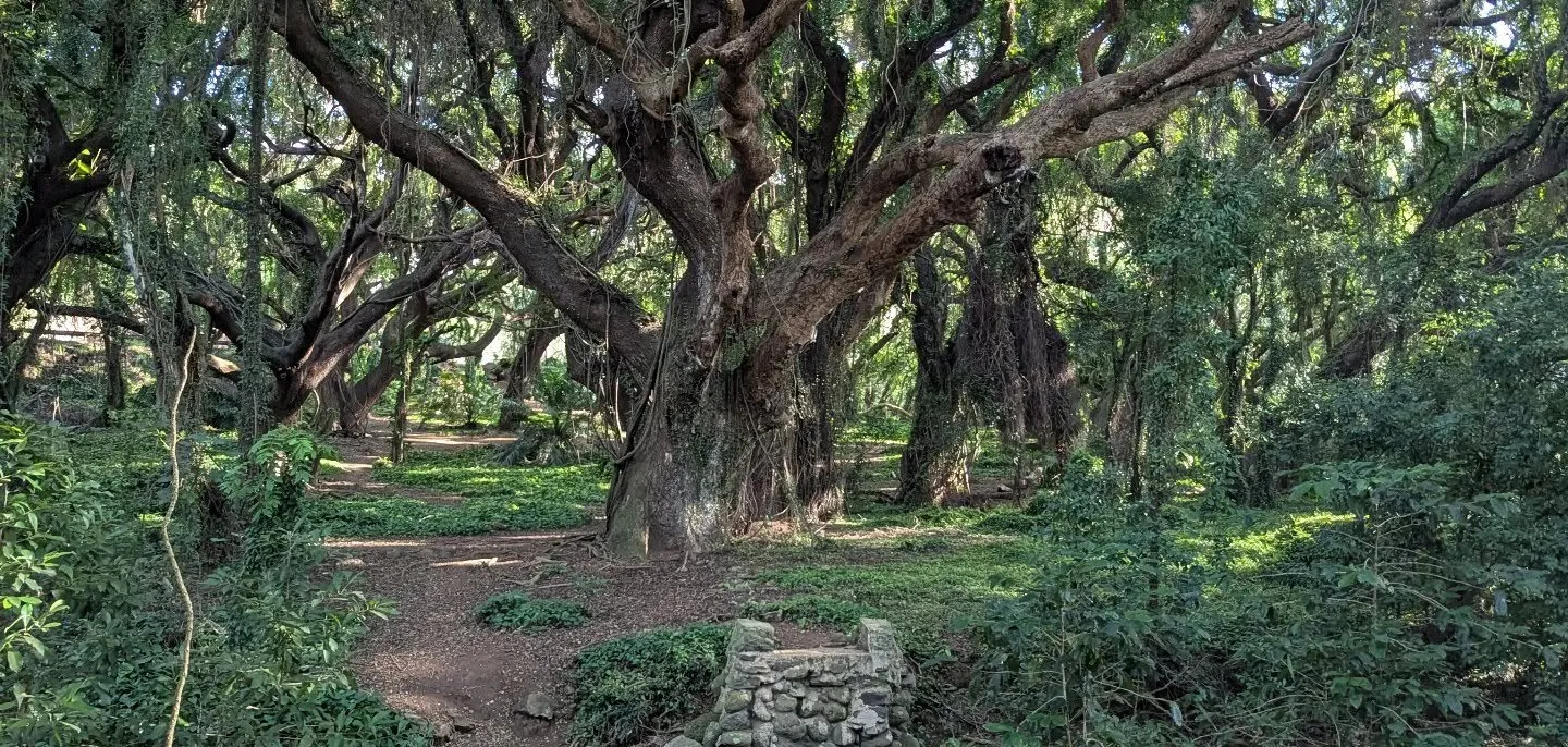 A broad old tree with spreading branches over a shaded path and a stony creek