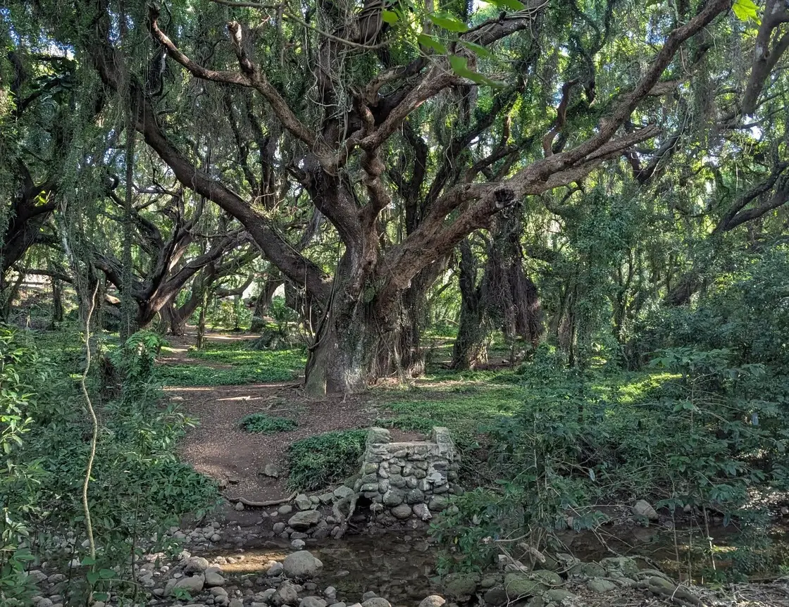 A broad old tree with spreading branches over a shaded path and a stony creek